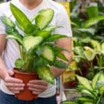 manfaat tanaman indoor